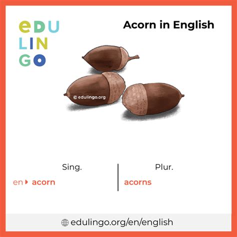 acorn in English .